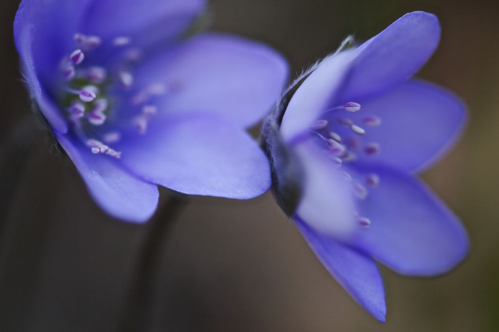 Anemone hepatica